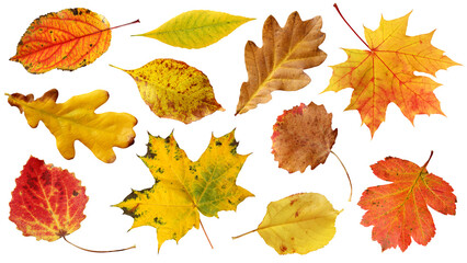 Collection of autumn fallen leaves. A leaf of oak, apple, maple, aspen, hawthorn, ash. Yellow, orange and brown leaves.