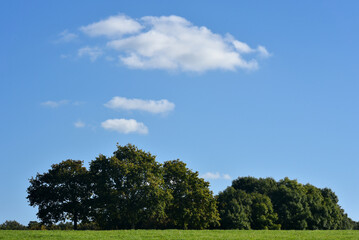 Simple landscape with green grass, tree line and a few white clouds in a blue sky
