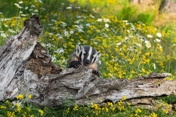 North American Badger (Taxidea taxus) Cub Claws Out Over Log Summer