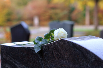 Eine weiße Rose als Zeichen der Trauer