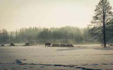 bison in winter