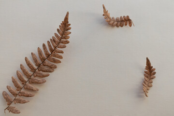 Dry fern leaves on a light background with space for text.