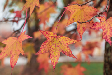 Naklejka na ściany i meble Autumn leaves on a tree branch closeup. Red foliage closeup. Autumn forest. Gold autumn concept. Magical autumn. Seasons