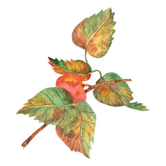 Watercolor an apple branch with leaves and fruits