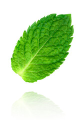 Levitation of mint leave isolated on white background.