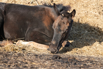 portrait of black napping little foal at hay pile. close up. sunny day