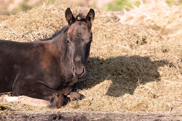 Fototapeta premium portrait of black napping little foal at hay pile. close up. sunny day