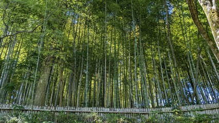 Fototapeta premium bamboo grove
