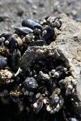 mussels on the beach