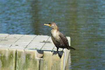 marine bird resting in a river in Chile
