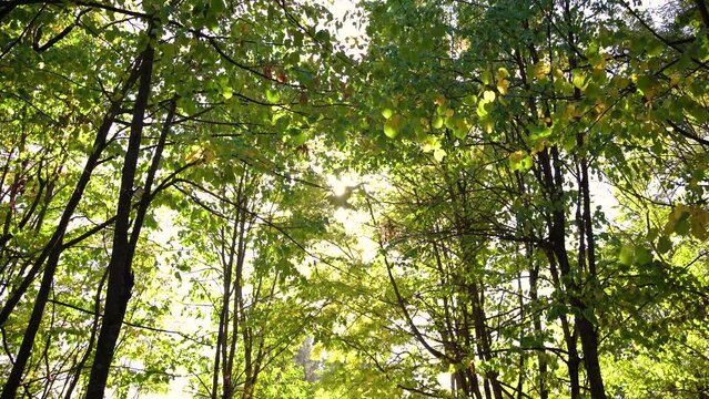 The sun shines through the green crowns and tree trunks in the forest. HD video