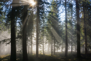 First sunrays in the morning shining through the fog into a forest