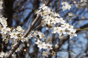 A bee collects pollen and nectar in early spring on a flowering tree. Blurred background. Close-up.