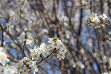 Blossoming cherry branches and a bee flying towards them. Blurred background.