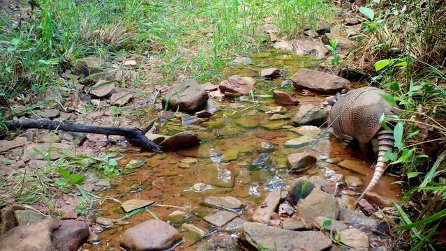 Nine-banded Armadillo looking for food in a creek bed in the evening
