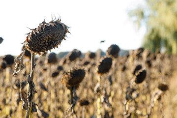 a field of ripe sunflowers, ready for harvesting, harvest