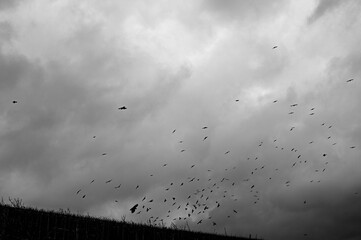 Dramatic grayscale of a birs flock flying under the cloudy sky
