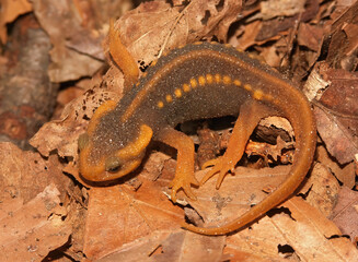 Closeup on a juvenile Burmese Crocodile newt, Tylototriton verrucosus, sitting on dried leafs