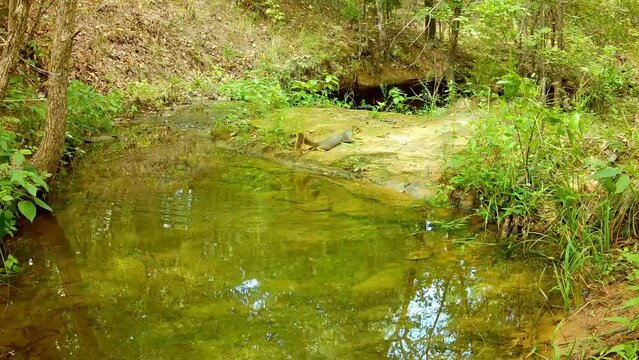 Squirrel cooling off by lying down on its belly on ground on a very hot day