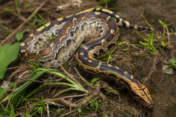 Borneo short-tailed blood python snake Python curtus breitensteini on the wild
