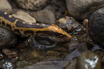 Borneo short-tailed blood python snake Python curtus breitensteini on the wild
