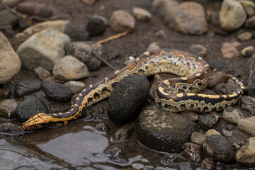 Borneo short-tailed blood python snake Python curtus breitensteini on the wild
