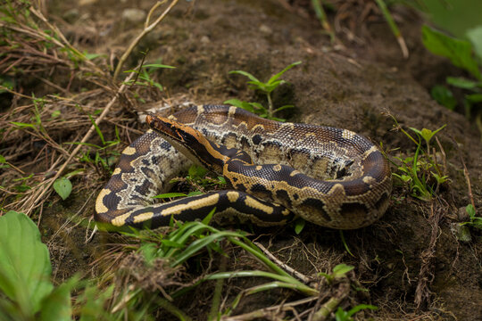 Borneo short-tailed blood python snake Python curtus breitensteini on the wild

