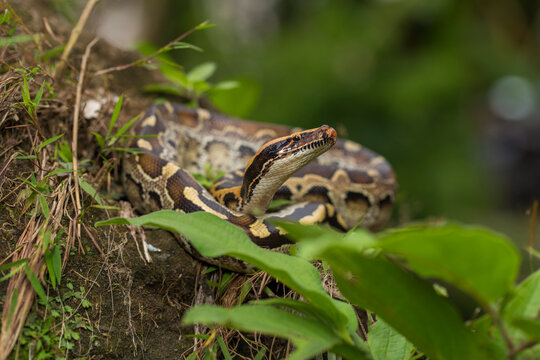 Borneo short-tailed blood python snake Python curtus breitensteini on the wild
