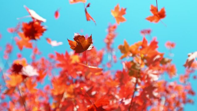 Super slow motion of falling autumn maple leaves against clear blue sky. Filmed on high speed cinema camera, 1000 fps.