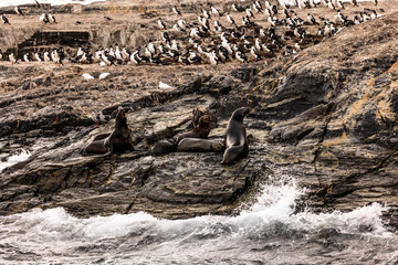 Obraz premium Leones marinos y cormoranes en una roca