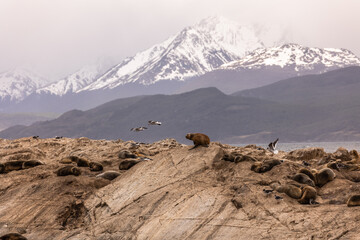 León marino centrado en roca con paisaje nevado de fondo