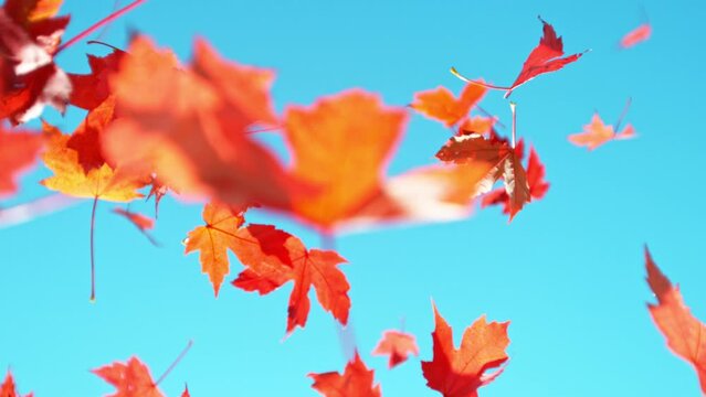 Super slow motion of falling autumn maple leaves against clear blue sky. Filmed on high speed cinema camera, 1000 fps.