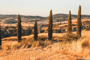 Cypress trees in Tuscany, Italy during sunset and golden hour