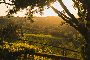 Wine fields and gardens in Tuscany, Italy during sunset with lavender flowers
