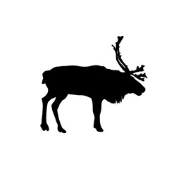 Reindeer, silhouette of a reindeer