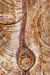 Tree Wood Structure Background / Surface wooden pattern of cut trees grown close together (copy space) - 537383707