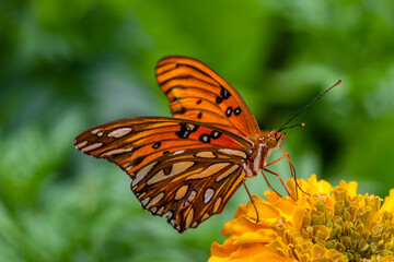 butterfly on flower