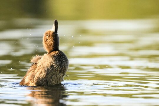 Closeup shot of a duck in a lake drinking water against a blurred background