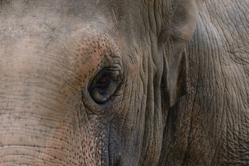 象の目をクローズアップ撮影。長いまつ毛と優しい眼差し。神戸王子動物園で撮影