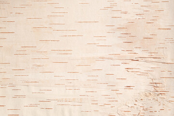 The texture of birch bark. Background of birch bark. Red birch bark. The texture of white birch...