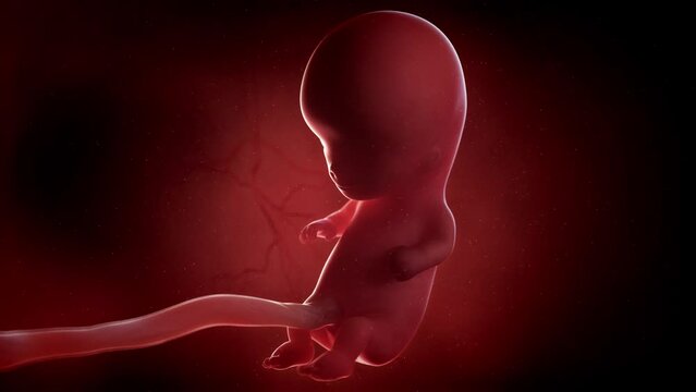 3d Rendered Animation Of  A Human Fetus Week 10