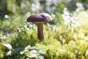 A forest edible brown cep porcini mushroom growing in a natural background. Karelia
