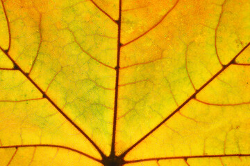 Yellow autumn leaf background. Vibrant golden color natural veins texture. Closeup macro orange fall pattern. Natural autumn season texture. Dry, orange leaves.