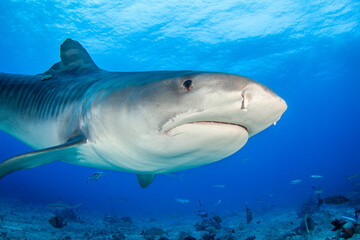 Obraz na płótnie Canvas Tiger shark