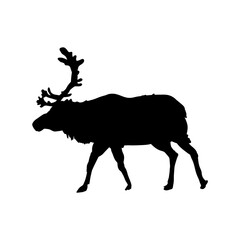  Reindeer, silhouette of a reindeer