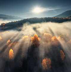 Aerial view of beautiful orange trees on the hill and mountains in low clouds at sunrise in autumn...