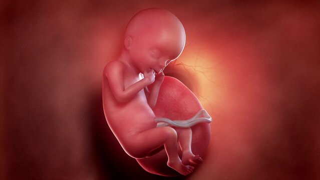 3d rendered animation of  a human fetus week 18