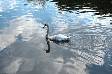 Obraz premium Close up white swan on the lake with reflection inside water.