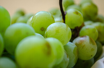 grapes on the vine