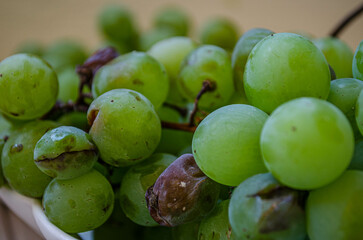 green grapes on a vine